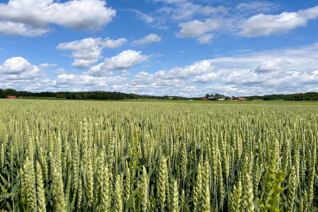 En fin bild på naturen i Söderby.